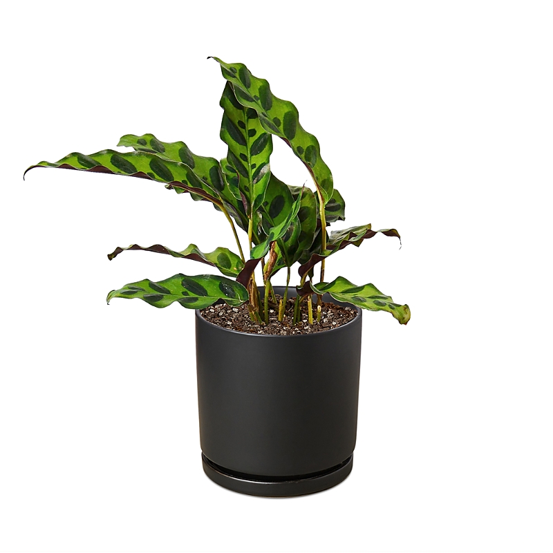 House Plant Shop Calathea Plant In Black Cylinder Pot In Black/green