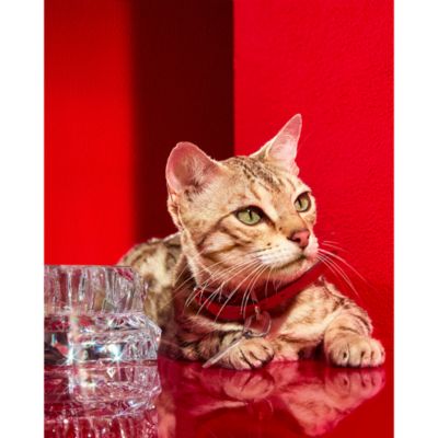 Louxar Red Allure Pet Collar