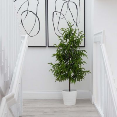 4&#39; Artificial Norfolk Pine Tree