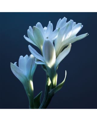 Atelier des Fleurs Tub&eacute;reuse Lazuli Eau de Parfum 1.6 oz.