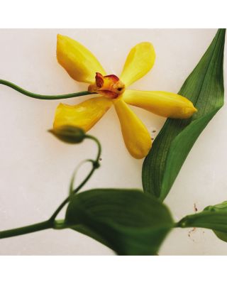 Atelier des Fleurs Vanilla Planifolia Eau de Parfum 5 oz.