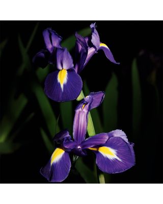 Le Vestiaire des Parfums Trench Eau de Parfum 1.2 oz.