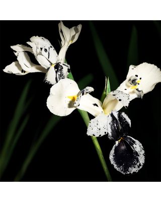 Le Vestiaire des Parfums Muse Eau de Parfum 1.2 oz.