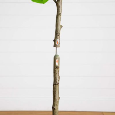 5&#39; Artificial Petite Audrey Ficus Tree