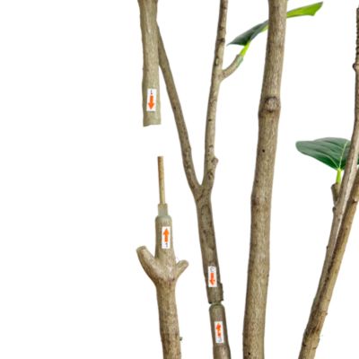 7&#39; Artificial Minimalist Audrey Ficus Tree