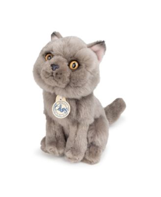  Bt Chaps Freddy The British Shorthair Floppy In Giftbox Plush 5-7 - Ages 5-7