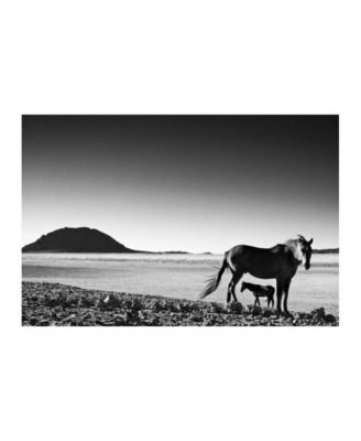  Foal Fine Art Canvas Print by David Ballam