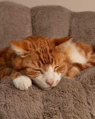 Shell Pet Bed and Swaying Lounger