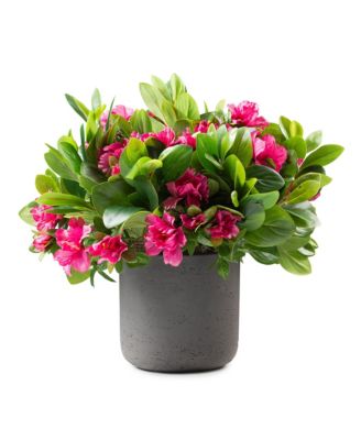 Fuchsia Bush in Black Pot Arrangement