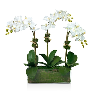 Diane James Home Phalaenopsis Faux Floral Orchids In White