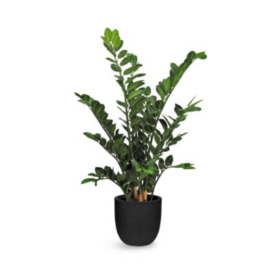 LE PRESENT - Zamioculcas Faux Plant Arrangement