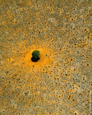 Aqua Allegoria Mandarine Basilic Eau de Toilette 4.2 oz.  