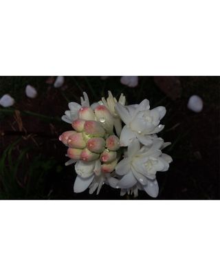 Marfa Eau de Parfum 2.5 oz.