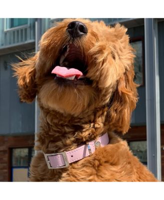 Medium Leather Adjustable & Water Resistant Dog Collar