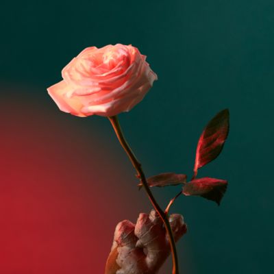 Potions &amp; Remedies Discovery Set