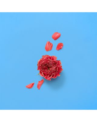 The Alchemist's Garden A Song for the Rose Eau de Parfum 3.3 oz.