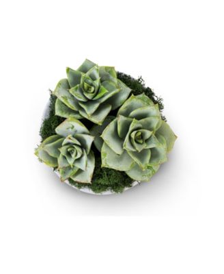 Sandy Ceramic Succulent Arrangement