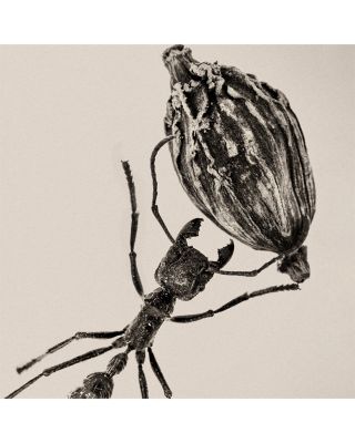 Desert Dawn Eau de Parfum 3.4 oz.