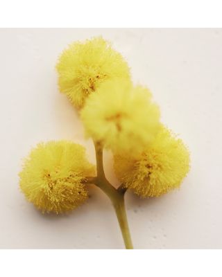 Atelier des Fleurs Herba Mimosa Eau de Parfum 5 oz.