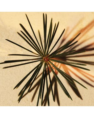 Atelier des Fleurs Cedrus Intense Eau de Parfum 5 oz.