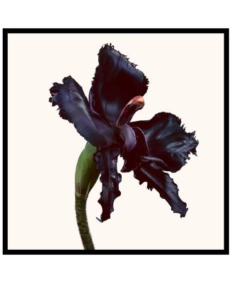 Black Orchid Reserve Parfum 1.7 oz.