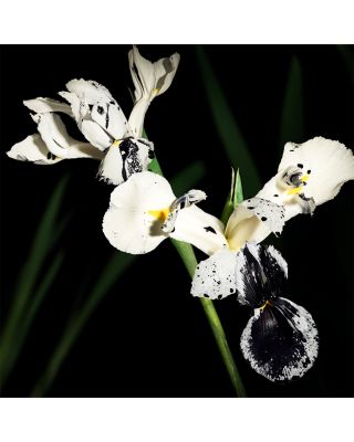 Le Vestiaire des Parfums Muse Eau de Parfum 4.2 oz.