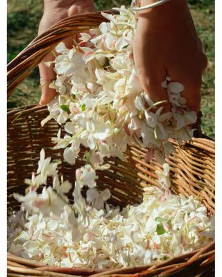 Gelsomino a Freddo Eau de Parfum 6 oz.