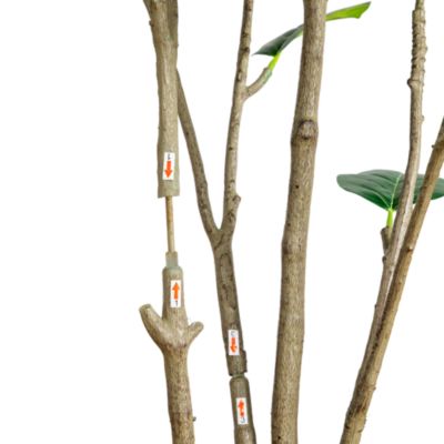 7&#39; Artificial Minimalist Audrey Ficus Tree