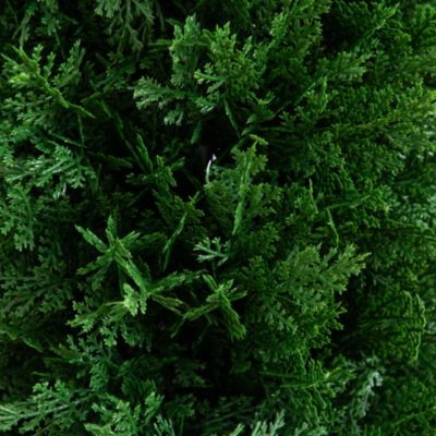 4&#39; UV Resistant Artificial Cedar Plant with Integrated Ground Stake (Indoor/Outdoor) - Set of 2