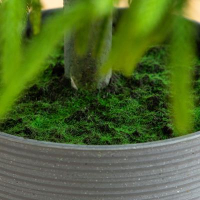 Artificial Real Touch Norfolk Island Pine 6' Christmas Tree with Natural Look