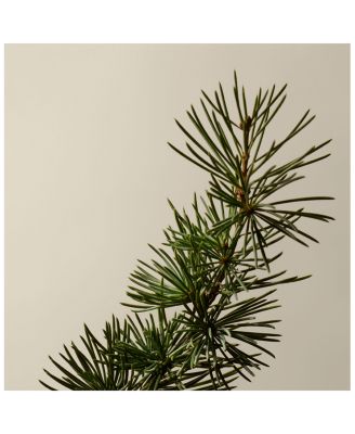 Shampoo Refill 16.9 oz.