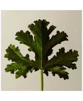 Geranium Leaf Body Scrub 6.1 oz.