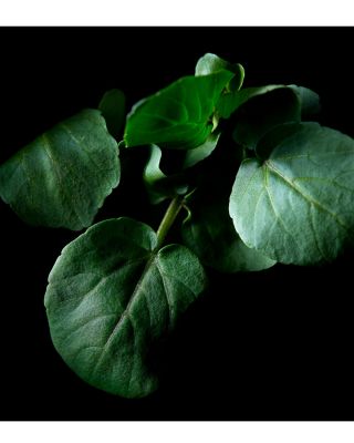 Volumizing Cream Supreme 1.7 oz.