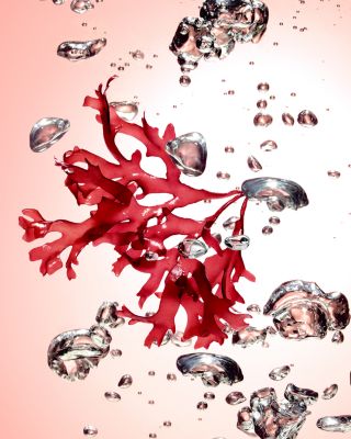 Moisture Mask 3.3 oz.