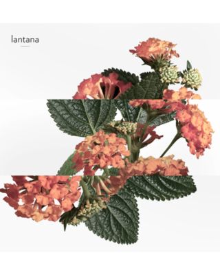 Eau de rhubarbe &eacute;carlate Eau de Cologne Spray 3.3 oz.