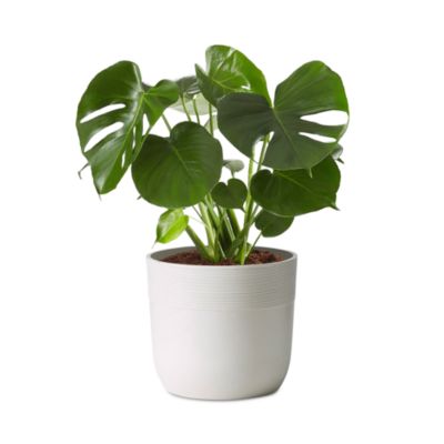 plants.com Monstera Deliciosa | Bloomingdale's Home