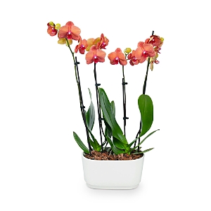 Bloomsybox Barcelona Orchid Duo