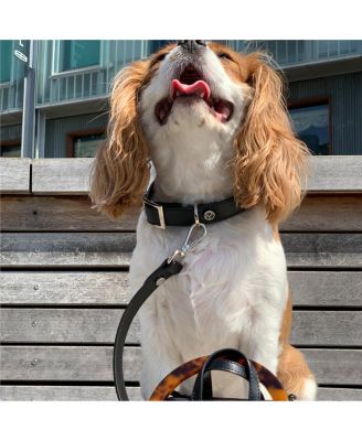 Small Leather Adjustable & Water Resistant Dog Collar