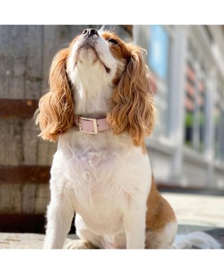 Medium Leather Adjustable & Water Resistant Dog Collar