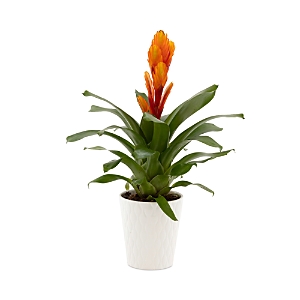Bloomsybox Fiery Bromeliad Plant In White