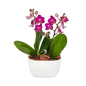 Bloomsybox Amalfi Orchid Duo Plant In Green