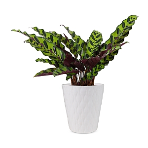 Bloomsybox Calathea Plant In Green