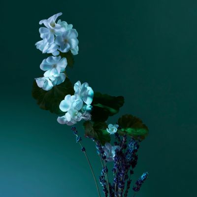 Potions &amp; Remedies Discovery Set