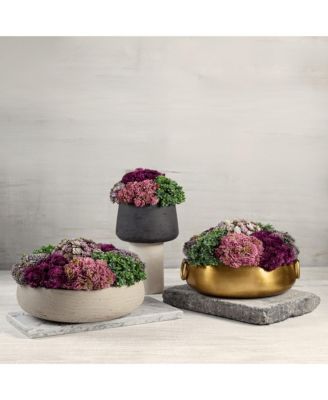 Neriah Mini Sedum Arrangement