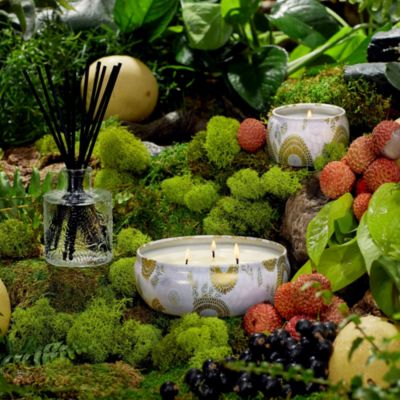 Japonica Panjore Lychee Collection