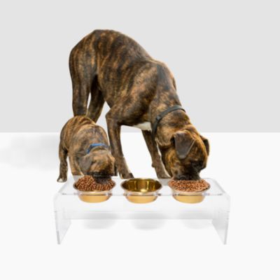 Tall Clear Triple Dog Bowl Feeder with 2 Quart Gold Bowls
