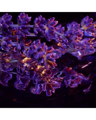 L'AMOUR POURPRE Parfum Refill 5 oz.