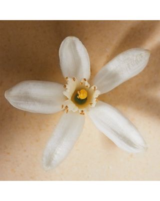 Atelier des Fleurs Neroli Eau de Parfum 5 oz.