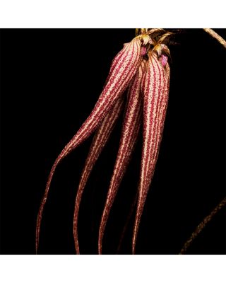 Bal d&#39;Afrique Absolu de Parfum 3.4 oz.