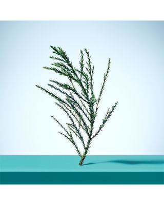 Tiffany & Love for Her Eau de Parfum 3 oz.